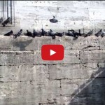 Crowd Sim reference – birds (pigeons) perching 