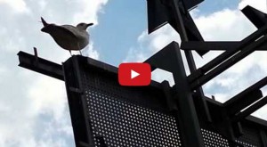 seagul animation reference on roof_youtube