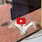 seagull landing on sloped roof – animation reference